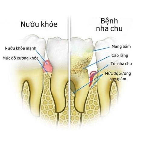nhakhoatanhoanggia.vn